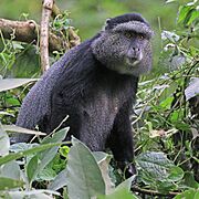 Gray monkey