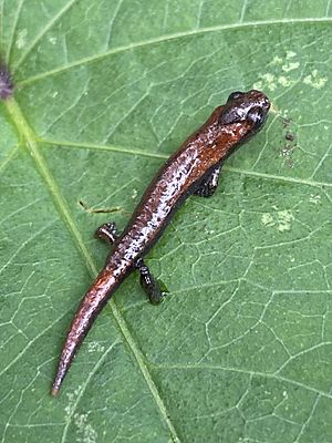 Bolitoglossa pacaya imported from iNaturalist photo 148186510 on 20 April 2022.jpg