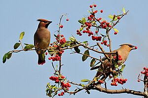 Bombycilla japonica (2)