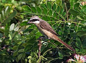 Brown Shrike I IMG 7367