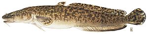 Burbot