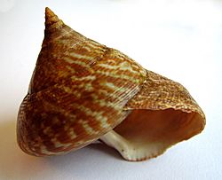 Calliostoma tigris