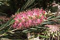 Callistemon-caneshybrid.jpg