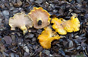 Cantharellus californicus Oakland