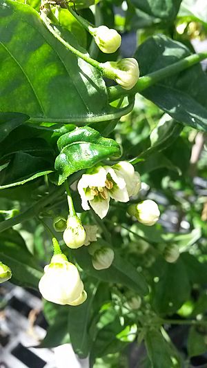 Capsicum flexuosum at flowering.jpg