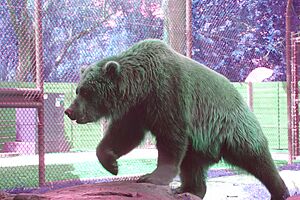 Captive Bear