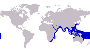 Carangoides fulvoguttatus distribution.png