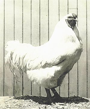 Chantecler coq 1926.jpg