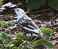 Common Grackle Leucistic