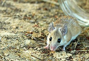 Common spiny mouse.JPG