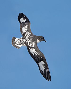 Daption capense in flight - SE Tasmania