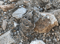 Desert Horned Lizard in Mojave Desert