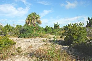 Dredge spoil plant community