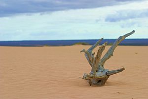 Driftwood at Mungo National Park