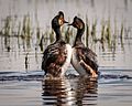 Eared Grebe Courting Display (34617077235)