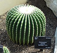 Echinocactus grusonii spineless form