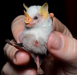 Ectophylla alba in hand