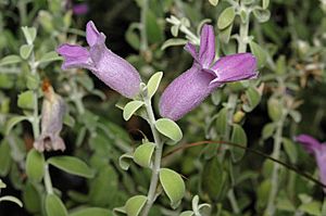 Eremophila decussata.jpg