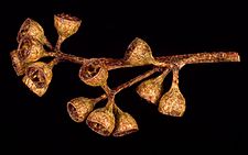 Eucalyptus andrewsii fruit