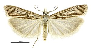 Eudonia atmogramma male.jpg