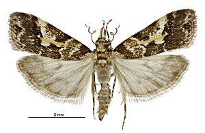 Eudonia characta male.jpg