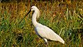 Eurasian spoonbill01