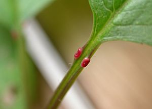 Glandes Prunus avium