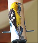 Golden Grosbeak 2