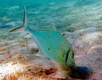 Golden trevally foraging