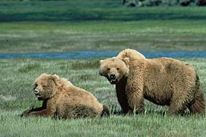 Grizzlybears ChrisServheenUSFWS