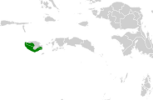 Gymnophaps mada map.svg