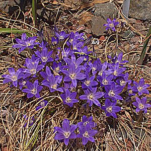 H20120524-4682--Brodiaea minor--RPBG (8966249436).jpg