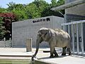 Higashi-Park-Elephant-2