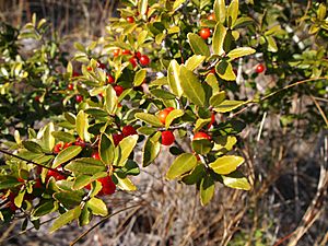 Ilex vomitoria.jpg