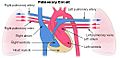 Illu pulmonary circuit