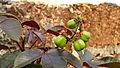 Jatropha gossypiifolia