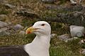 Larus marinus head 01