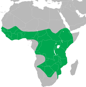 Leptoptilos crumeniferus distribution map.png