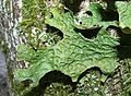 Lobaria pulmonaria 010108a