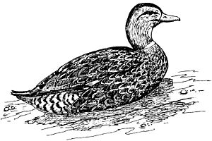 Marianas mallard