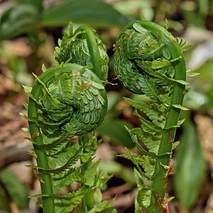 Matteuccia struthiopteris fiddleheads.jpg