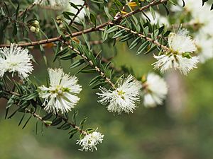 Melaleuca biconvexa (leaves and flowers).jpg