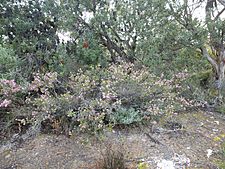 Melaleuca societatis (habit)