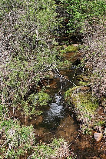 Mile Run looking upstream.jpg