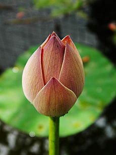 Nelumbo nucifera LOTUS bud