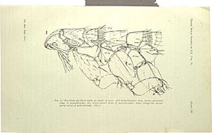 New Zealand bat flea.jpg