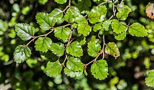 Nothofagus fusca in Fiordland National Park 02.jpg