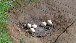 Ostrich eggs Auckland zoo