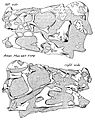 Oviraptor skull