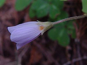 Oxalis oregana 001